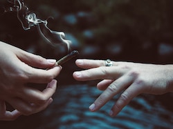 Cannabis